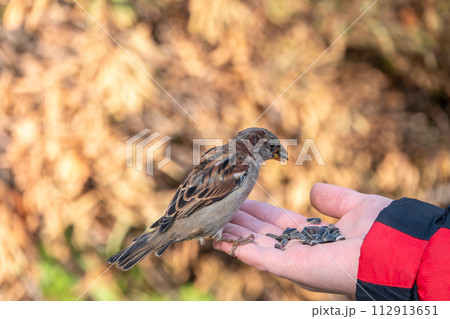 Sparrow eats seeds from a man's hand 112913651