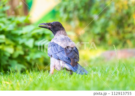 Hooded crow, corvus cornix, standing on the lawn in the spring or summer Hooded crow, corvus cornix, standing on the lawn in the spring or summer 112913755