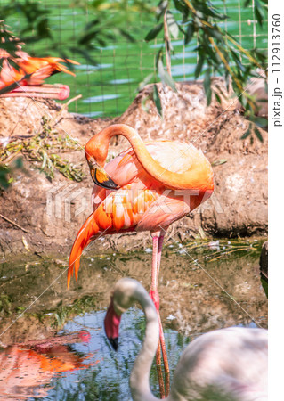 The greater flamingo, Phoenicopterus roseus, standing in water on lake shore. 112913760