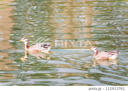 Two Bar headed gooses swimming in a lake. 112913761