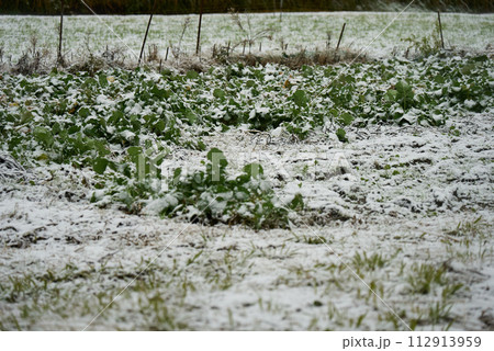 雪の冷たさに堪える畑の野菜 112913959