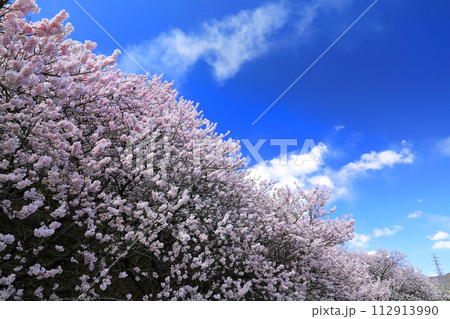 南足柄市の春めき桜満開 112913990