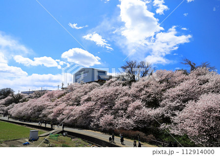 南足柄市の春めき桜満開 112914000