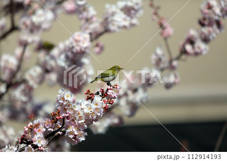 メジロと春めき桜 メジロと春めき桜 112914193