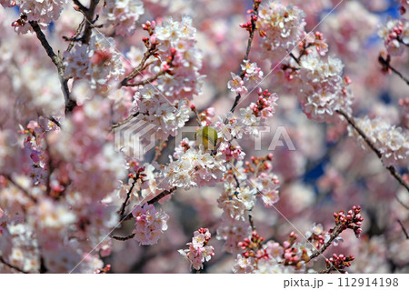 メジロと春めき桜 メジロと春めき桜 112914198