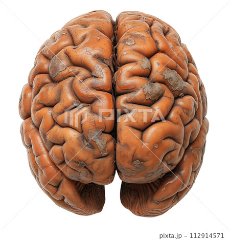 Human brain isolated 112914571