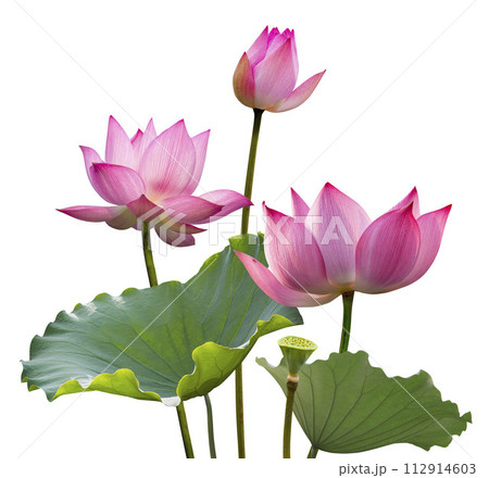 Pink lotus flower and leaf isolated on white background. Pink lotus flower and leaf isolated on white background. 112914603