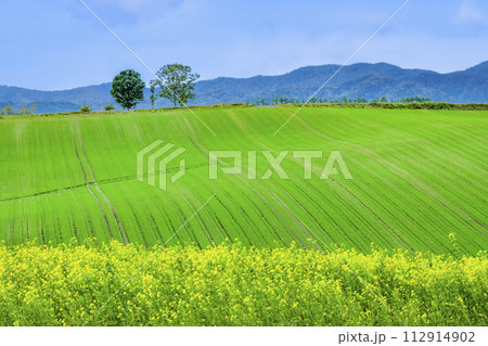 北海道 美瑛の丘　～親子の木～ 112914902