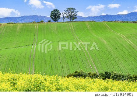 北海道 美瑛の丘 ~親子の木~ 北海道 美瑛の丘 ~親子の木~ 112914905