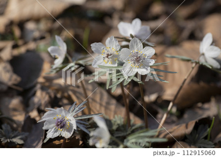セツブンソウの花 112915060