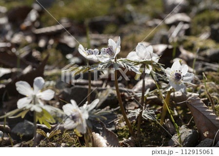 セツブンソウの花 112915061