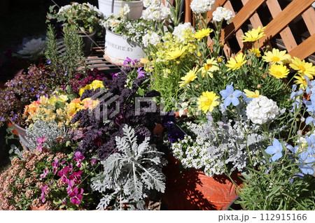 春の花の寄せ植え&寄せ鉢 春の花の寄せ植え&寄せ鉢 112915166