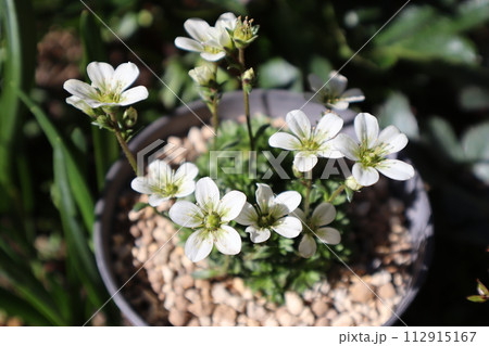 鉢植えのクモマグサの白い花 鉢植えのクモマグサの白い花 112915167
