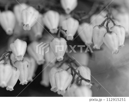 ツツジ科アセビの 開花 112915251