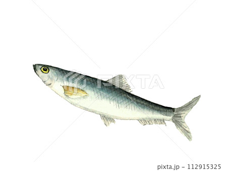 水彩で描いたニシン1尾 （春告魚）の手描きイラスト 白バック 透過背景 コピースペース 112915325