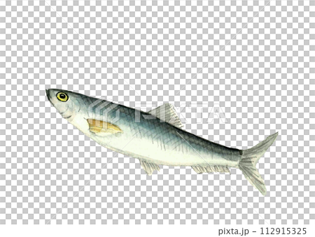 水彩で描いたニシン1尾 （春告魚）の手描きイラスト 白バック 透過背景 コピースペース 112915325