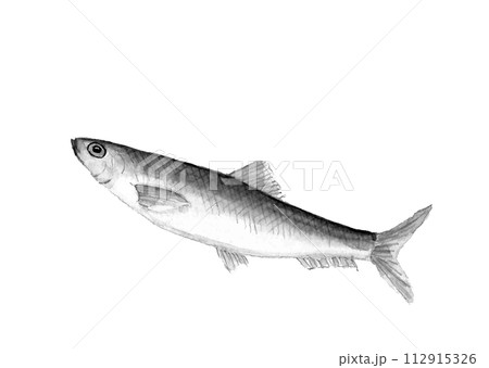 水彩で描いたニシン1尾 （春告魚）の手描きモノトーンイラスト 白バック 透過背景 コピースペース 112915326