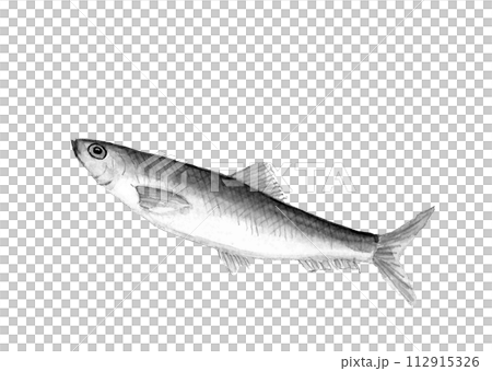水彩で描いたニシン1尾 （春告魚）の手描きモノトーンイラスト 白バック 透過背景 コピースペース 112915326