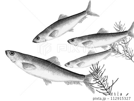 水彩で描いた泳いでいるニシン(春告魚)の手描きモノトーンイラスト 白バック 透過背景 水彩で描いた泳いでいるニシン(春告魚)の手描きモノトーンイラスト 白バック 透過背景 112915327