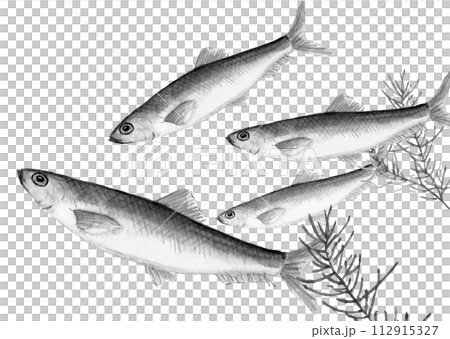 水彩で描いた泳いでいるニシン(春告魚)の手描きモノトーンイラスト 白バック 透過背景 水彩で描いた泳いでいるニシン(春告魚)の手描きモノトーンイラスト 白バック 透過背景 112915327