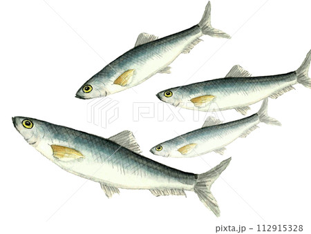 水彩で描いた泳いでいるニシン(春告魚)の手描きイラスト 白バック 透過背景 水彩で描いた泳いでいるニシン(春告魚)の手描きイラスト 白バック 透過背景 112915328