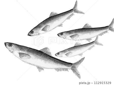 水彩で描いた泳いでいるニシン(春告魚)の手描きモノトーンイラスト 白バック 透過背景 水彩で描いた泳いでいるニシン(春告魚)の手描きモノトーンイラスト 白バック 透過背景 112915329