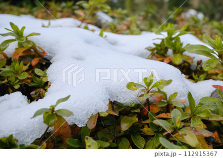 植物の葉っぱに雪が乗るアップ 植物の葉っぱに雪が乗るアップ 112915367