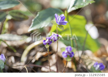 雪割草の花 雪割草の花 112915385