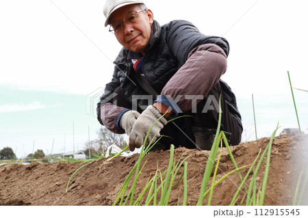 ネギを植える男性 112915545