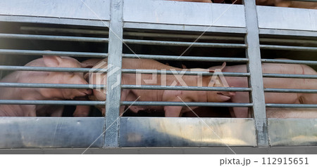 Mature pigs ready for food are being transported by truck. 112915651