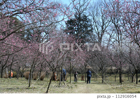 桃の花咲く公園 112916054