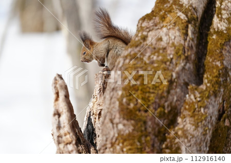 木に登る春のエゾリス 112916140