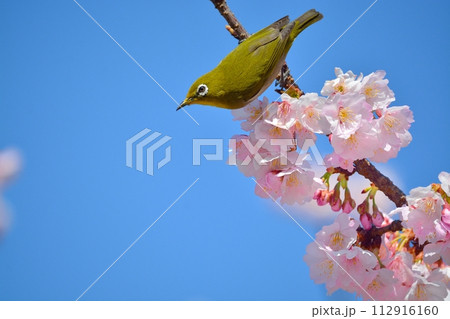 桜とメジロ 112916160