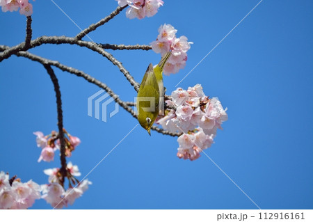 桜とメジロ 112916161