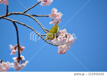 桜とメジロ 112916162