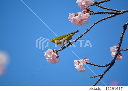 桜とメジロ 112916174