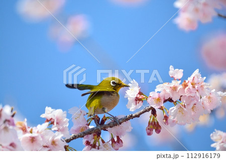 桜とメジロ 112916179
