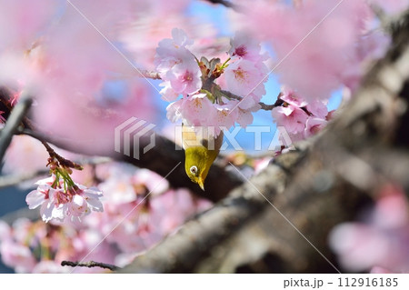 桜とメジロ 112916185