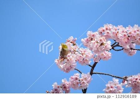 桜とメジロ 112916189