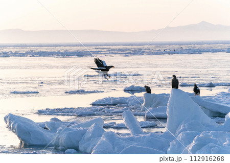 国後島からの日の出と流氷 国後島からの日の出と流氷 112916268