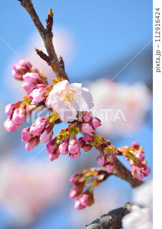 桜と青空 112916424