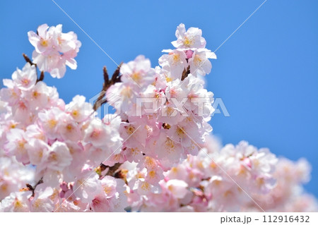 桜と青空 桜と青空 112916432
