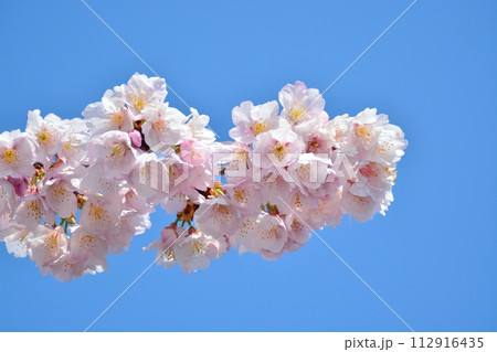 桜と青空 112916435
