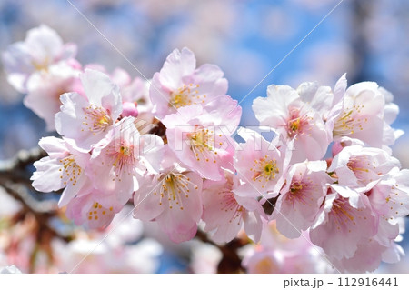 桜と青空 112916441