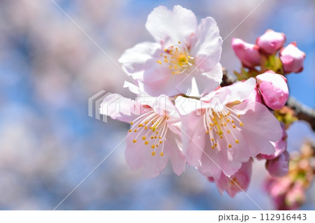 桜と青空 桜と青空 112916443