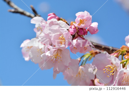 桜と青空 112916446