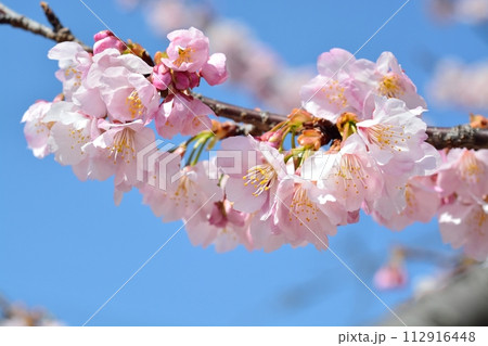 桜と青空 桜と青空 112916448