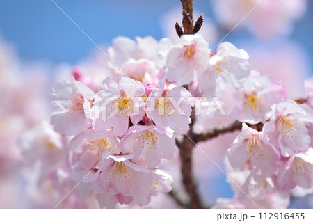 桜と青空 112916455