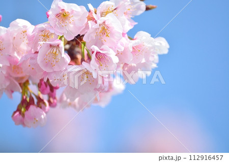 桜と青空 桜と青空 112916457