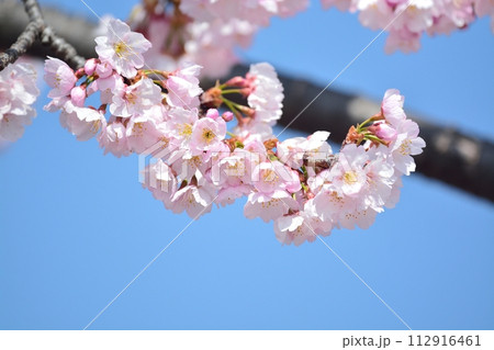 桜と青空 112916461